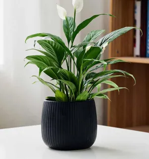 Matte Black Ridge Ceramic Indoor Planter